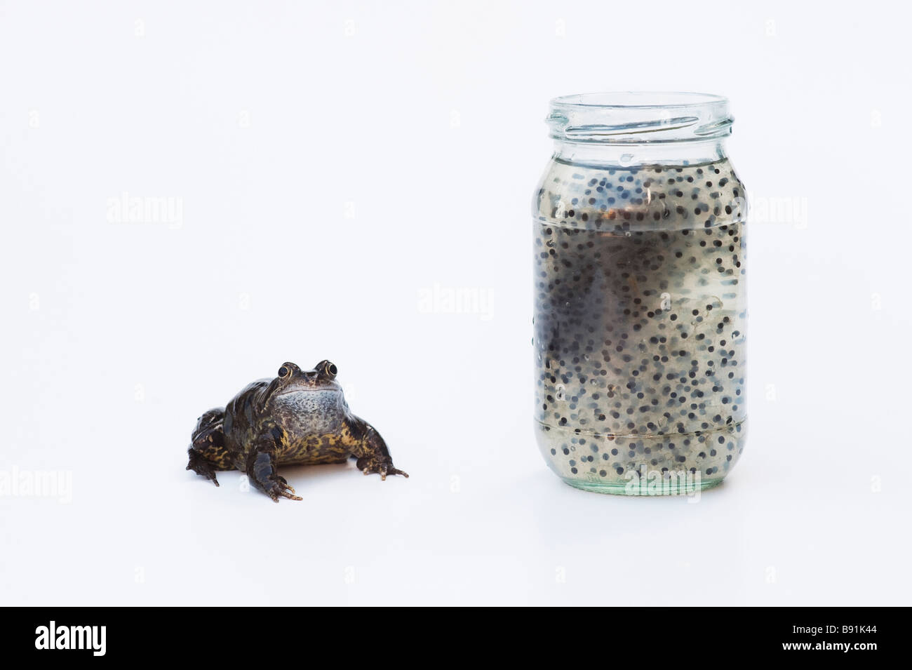 Rana temporaria. Single common frog and jar of frog spawn against a white background Stock Photo