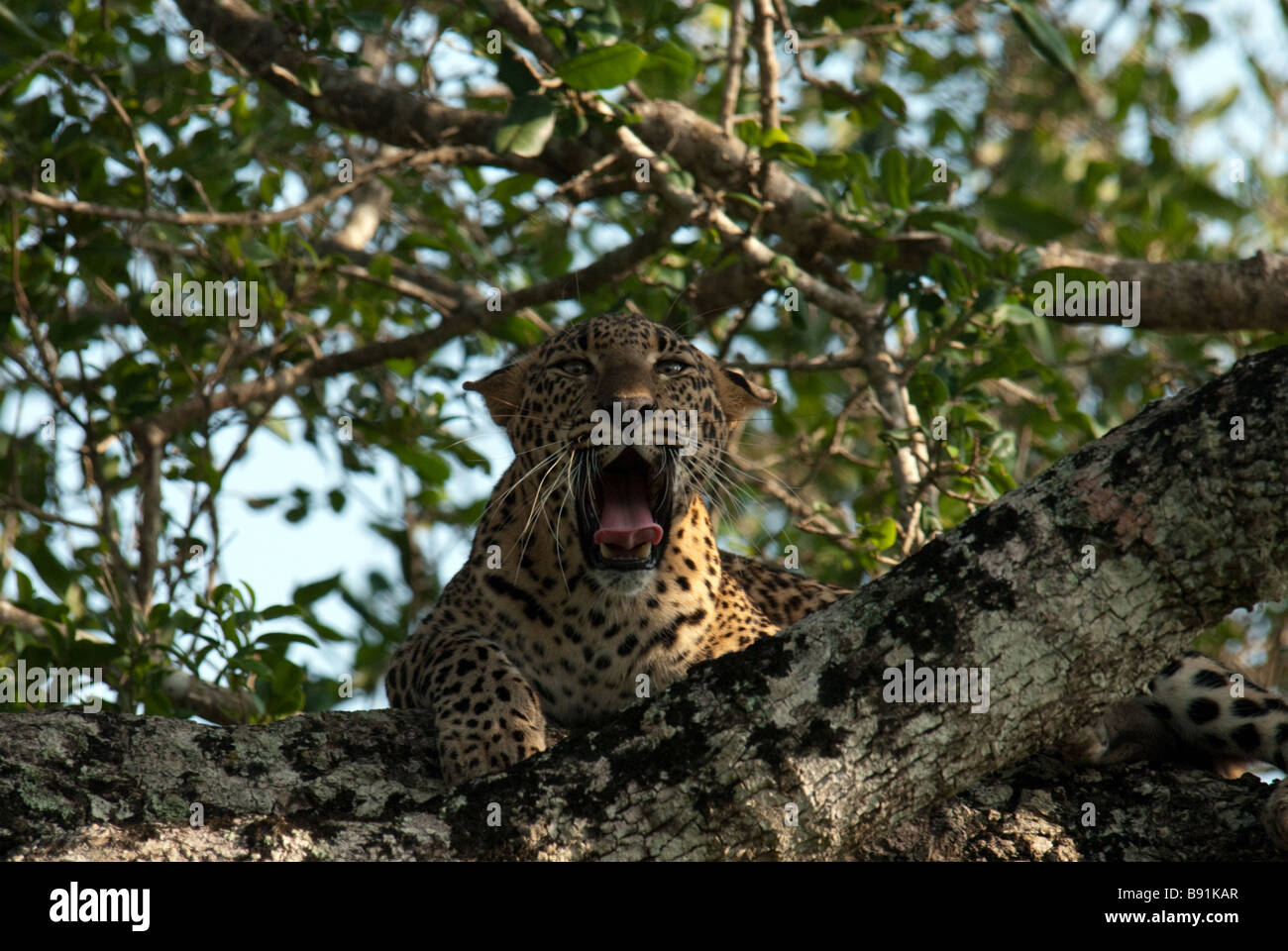 A leopard reveals his teeth as he sits up a tree in Yala / Ruhunu National Park, Sri Lanka Stock Photo
