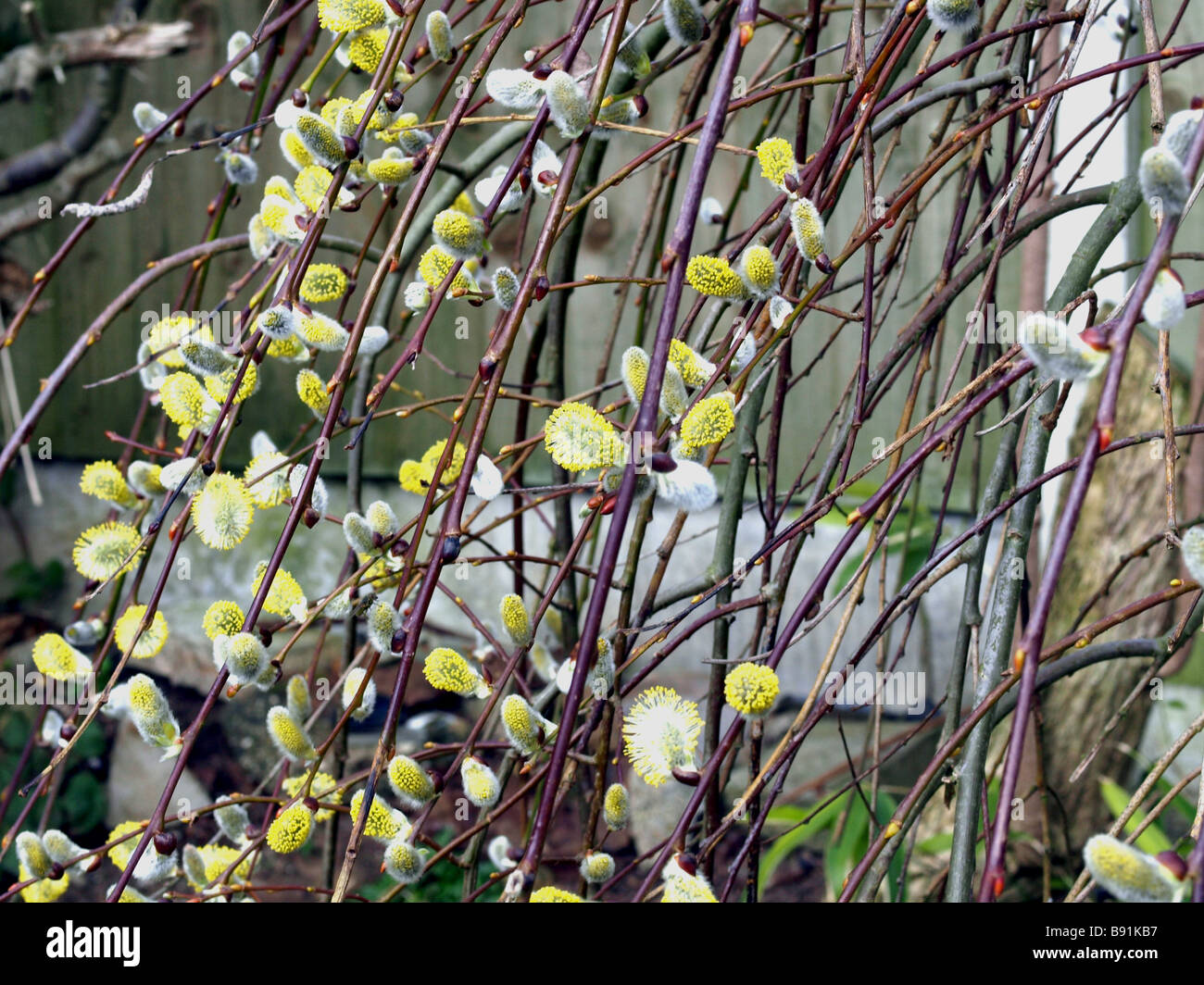 Salix caprea willow in spring flower. Stock Photo