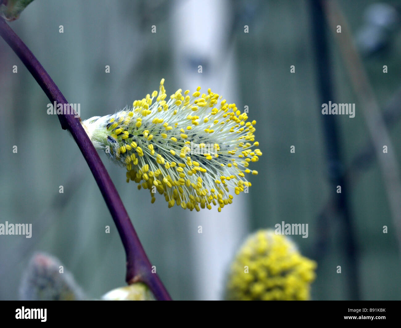 Salix caprea willow,spring,catkins in flower. Stock Photo