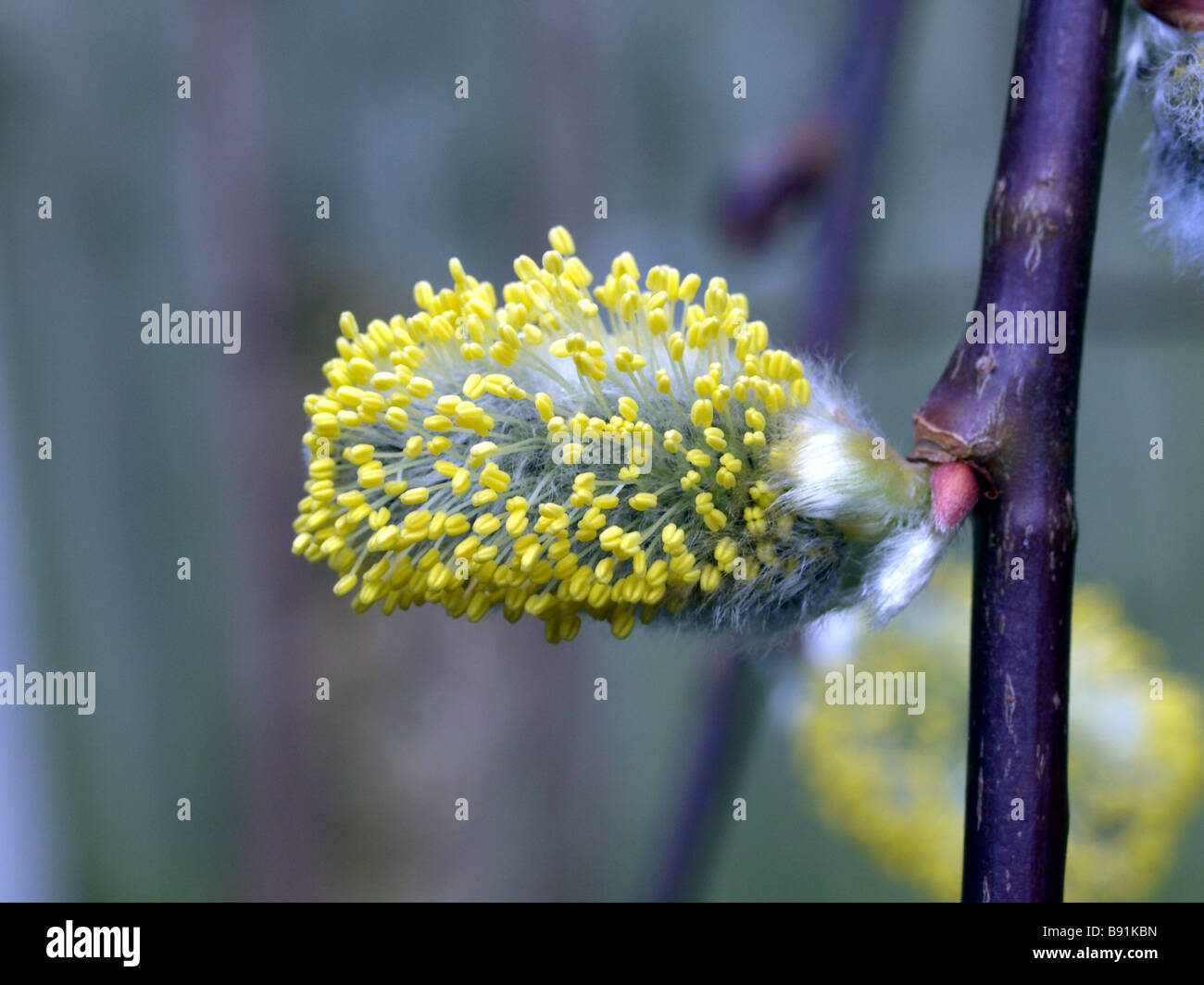 Salix caprea willow,march catkin in macro. Stock Photo
