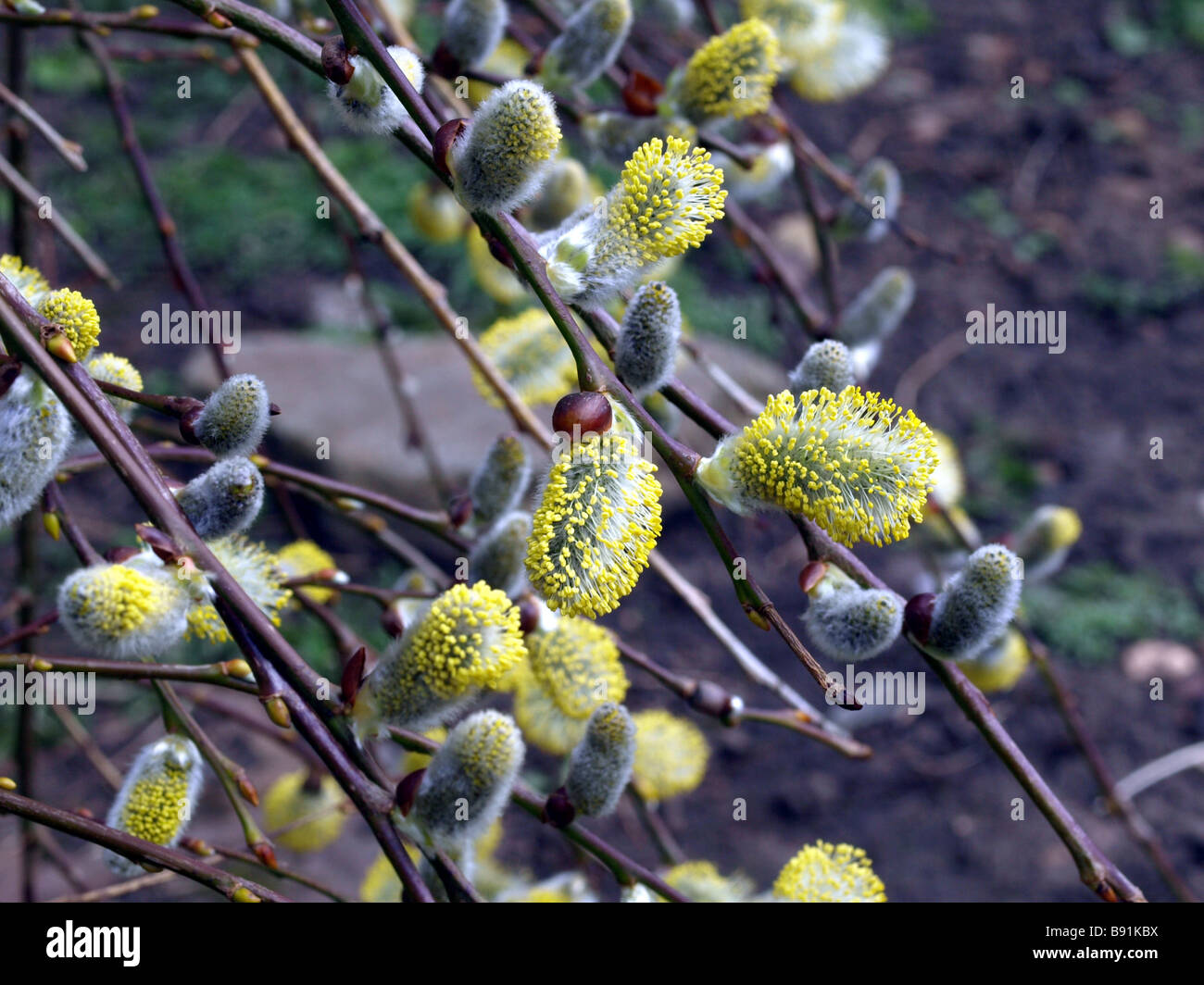 Salix caprea willow tree,march catkins. Stock Photo