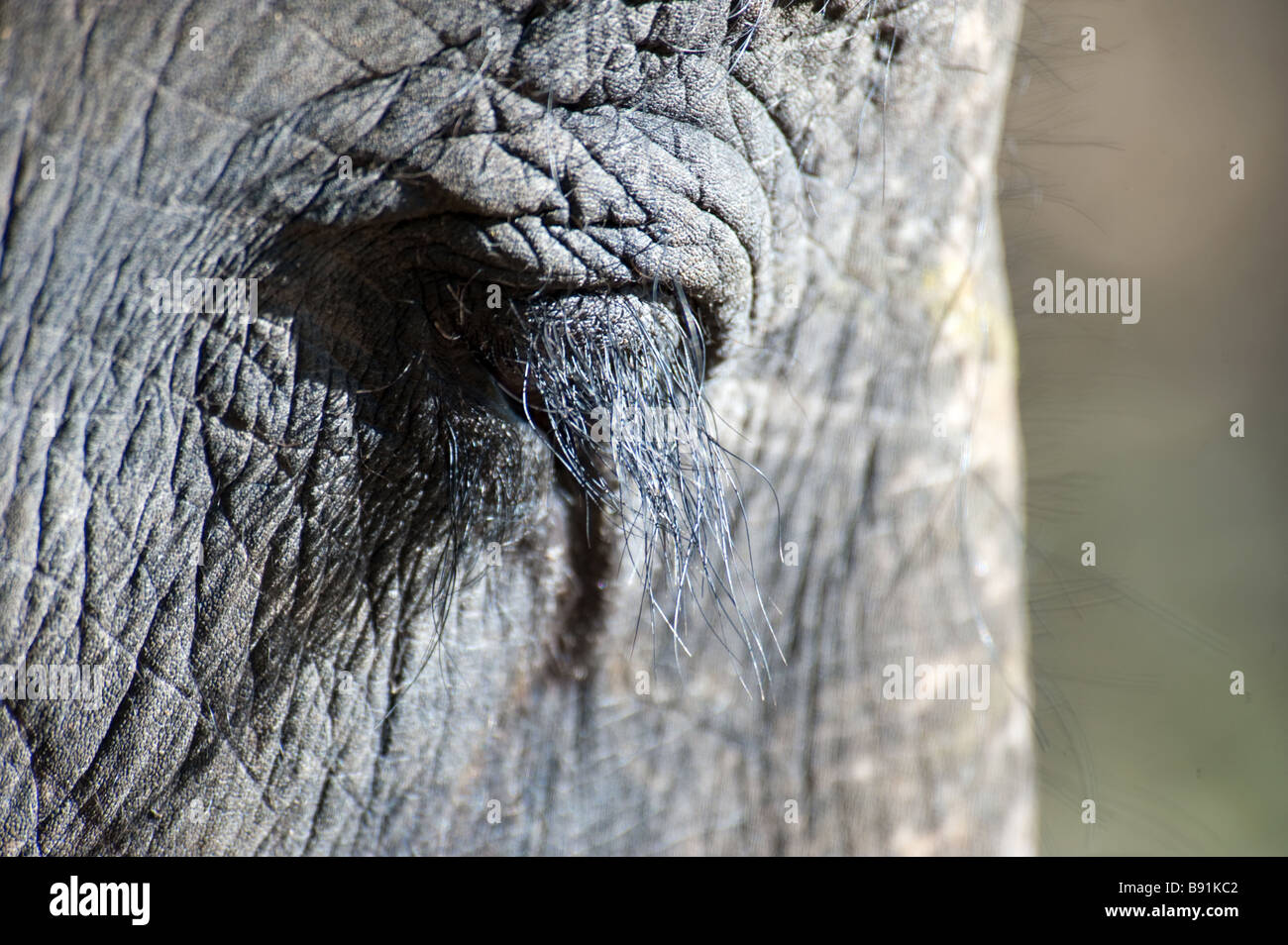 Elephant eyelashes hires stock photography and images Alamy