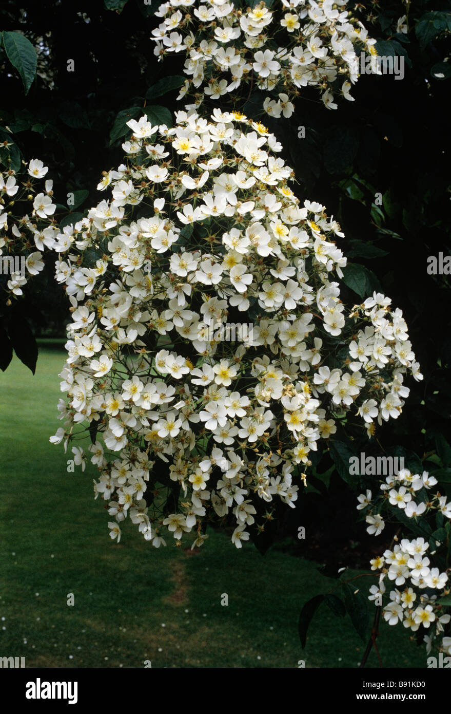 Rose ‘Kiftsgate’, the commonly cultivated clone of Rosa filipes Stock Photo