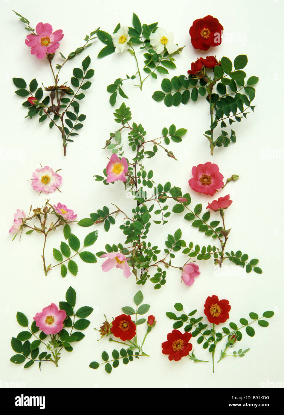 Old and wild rose collection - Specimens from the Gardens of the Rose – June 25th Stock Photo