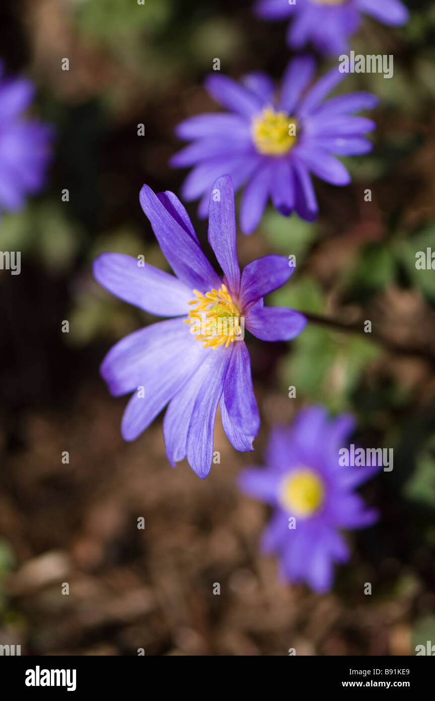 Anemone Blanda Blue in flower Stock Photo