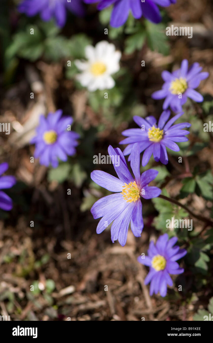 Anemone Blanda Blue in flower Stock Photo Alamy
