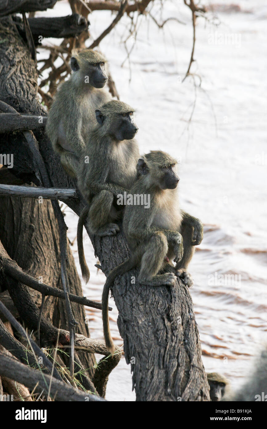 Kenya Lake Nakuru National Park Three Olive Baboons Papio anubis siting on a branch Stock Photo