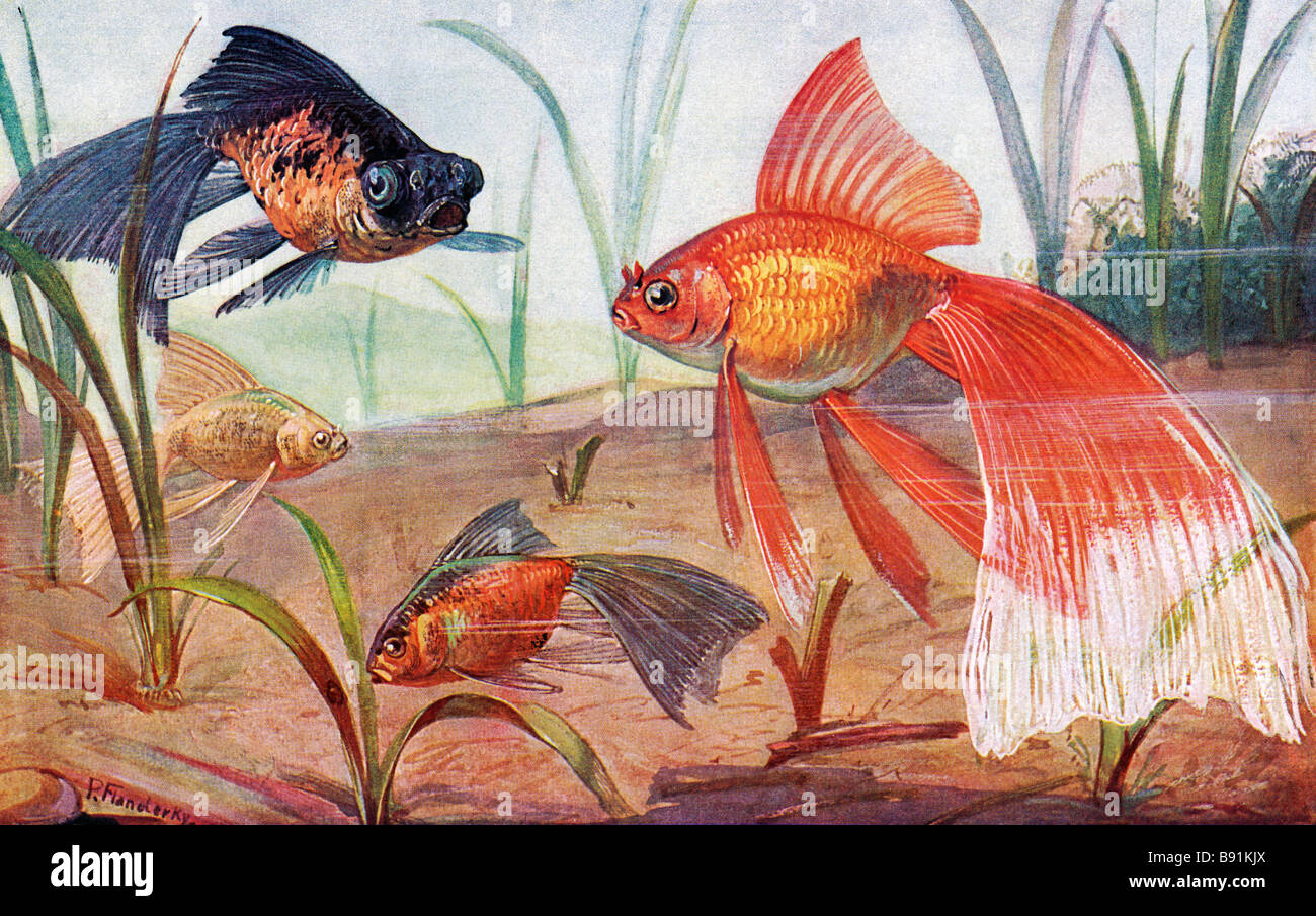 19th century variations of goldfish, Carassius auratus, illustration by Paul Flanderky (1872-1937) Stock Photo