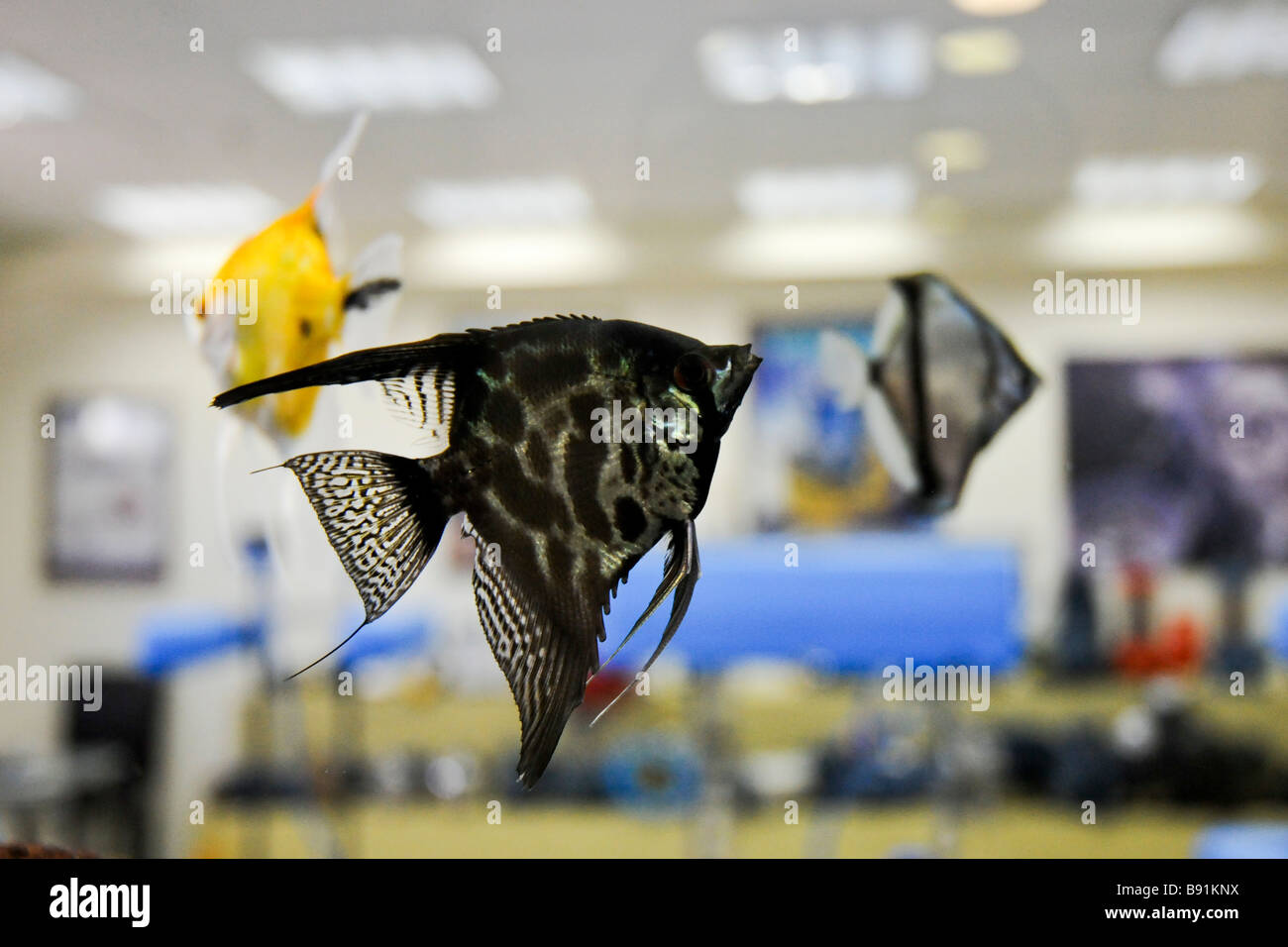 Angelfish Pterophyllum scalare in an indoor aquarium Stock Photo