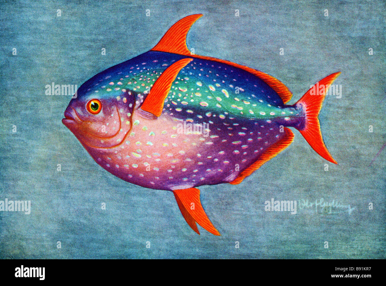 Opah, Lampris guttatus,19th century illustration by Olof Gylling (1850-1928) Stock Photo