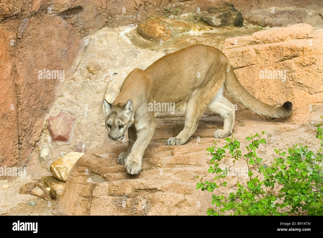 Mountain lion claws hi-res stock photography and images - Alamy