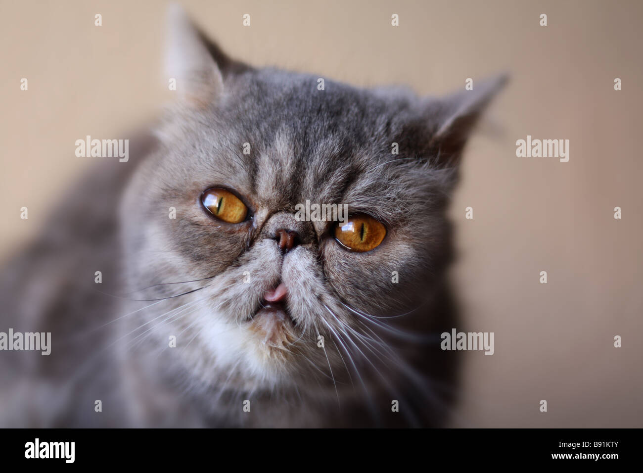 Shallow Depth Of Field Image Of An Short Haired Pedigree Exotic