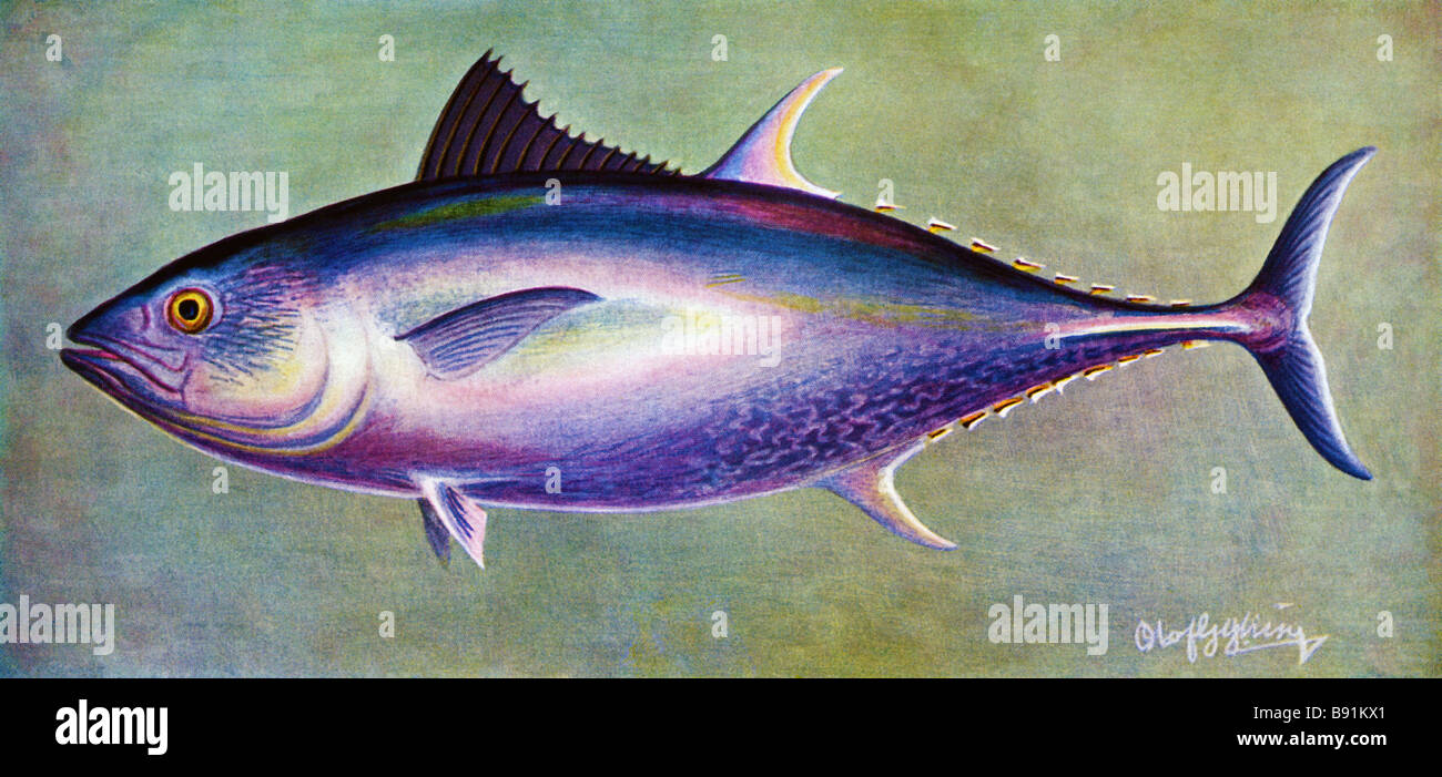 The northern bluefin tuna (Thunnus thynnus), or giant bluefin tuna,19th century illustration by Olof Gylling (1850-1928) Stock Photo