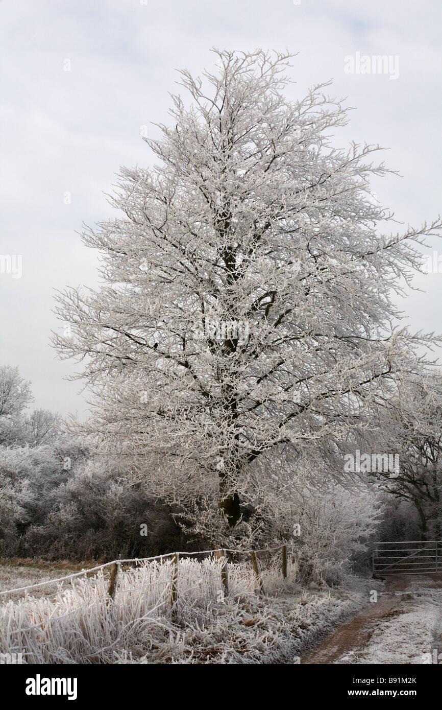 Tree and hedgerows covered with hoar frost hoarfrost at Dorset, UK in January - frost on a tree, frosted tree Stock Photo