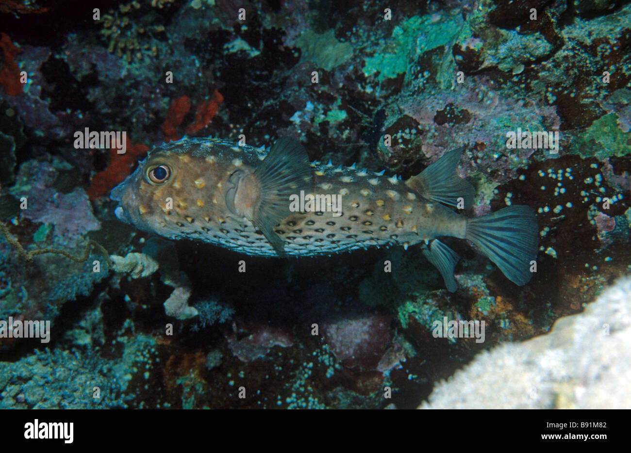 Porges Fish Porcupine pufferfish Diodon hystrix with spines half raised at night ...