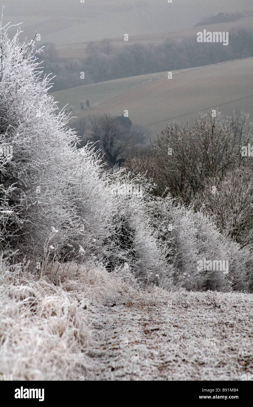 Dorset countryside covered with hoar frost, hoarfrost at Dorset in January Stock Photo