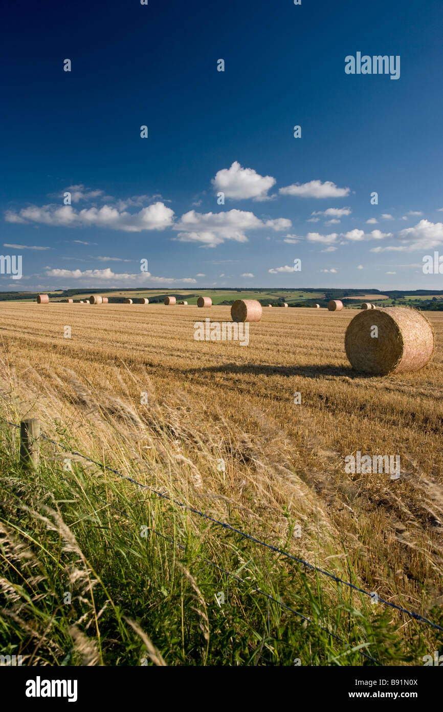 Round hay bales standing in a field in North Yorkshire Stock Photo - Alamy