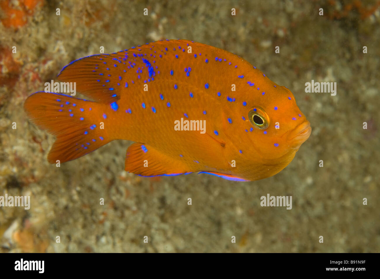 Juvenile Garibaldi damselfish Hypsypops rubicundus San Benito Island Baja California Mexico Stock Photo