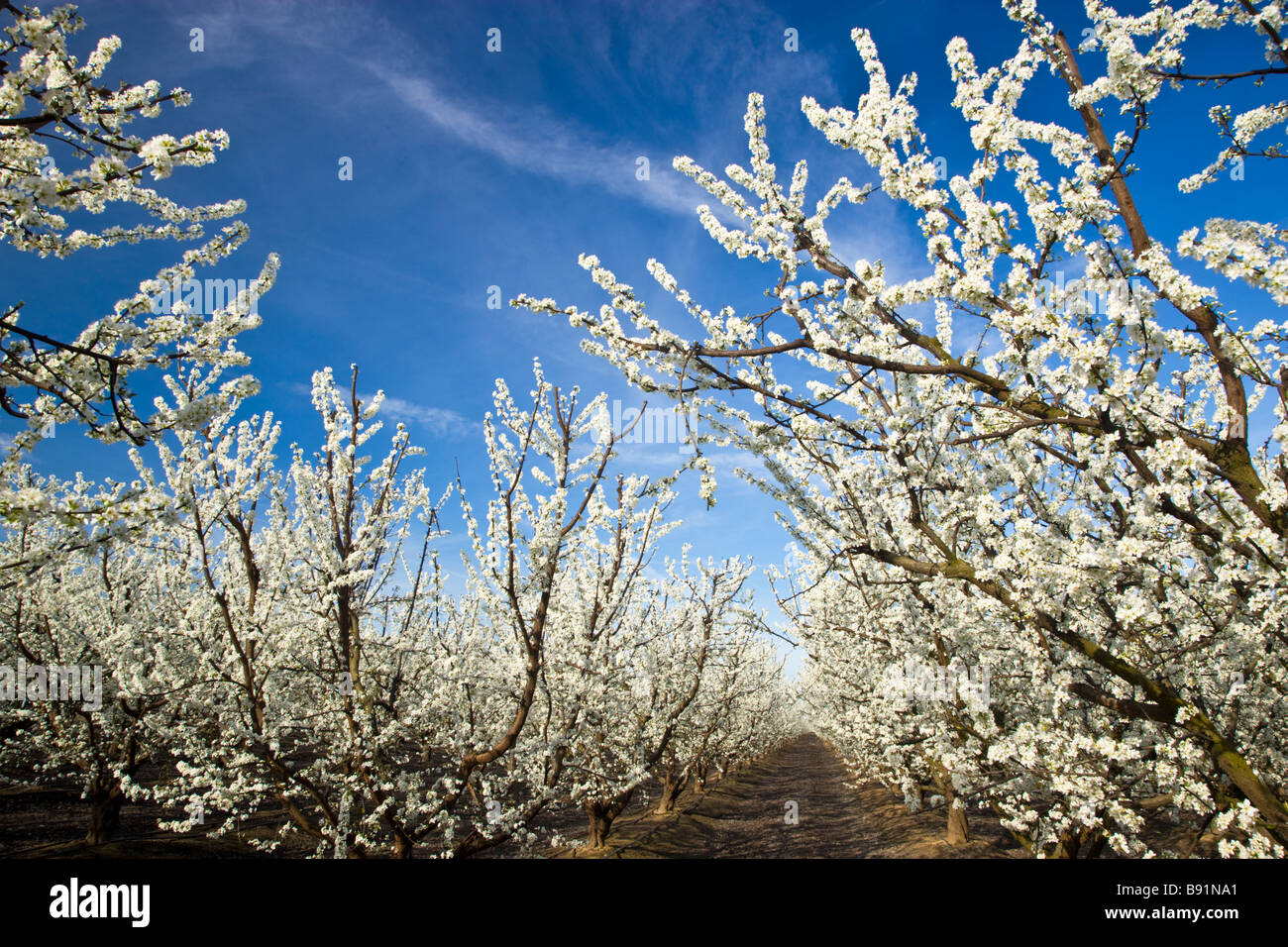Fruit  'plot'  flowering orchard, blue sky,early morning light. Stock Photo