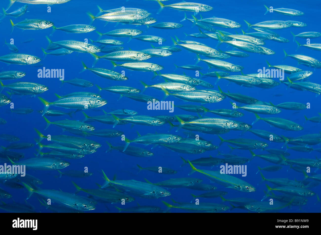 Pacific Jack Mackeral Trachurus symmetricus Guadalupe Island Baja