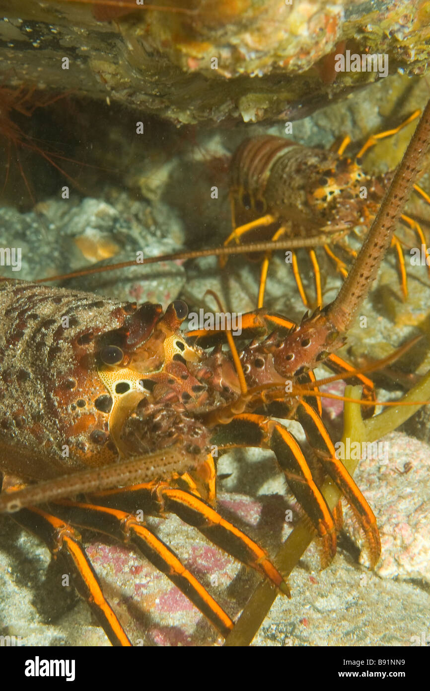 California Spiny Lobster Panulirus interruptus San Benito Island Baja California Mexico Stock Photo