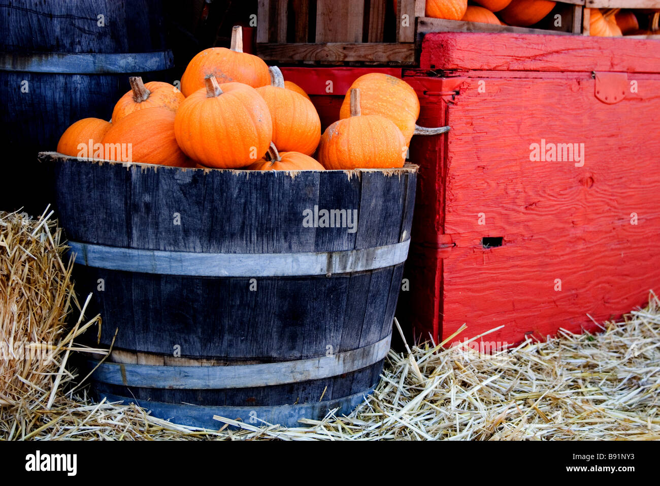 Autumn scene of a wooden barrel of pumpkins Stock Photo