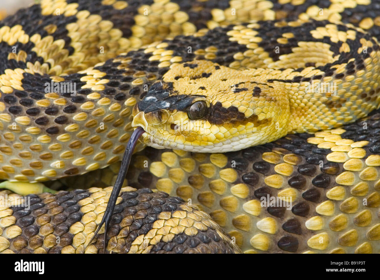 Black-tailed Rattlesnake - closeup of head showing vertical pupils and pit of the venomous pitvipers. Stock Photo