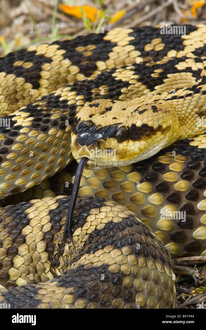 Black-tailed Rattlesnake - closeup of head showing vertical pupils and heat-sensing pit of the venomous pitvipers. Stock Photo