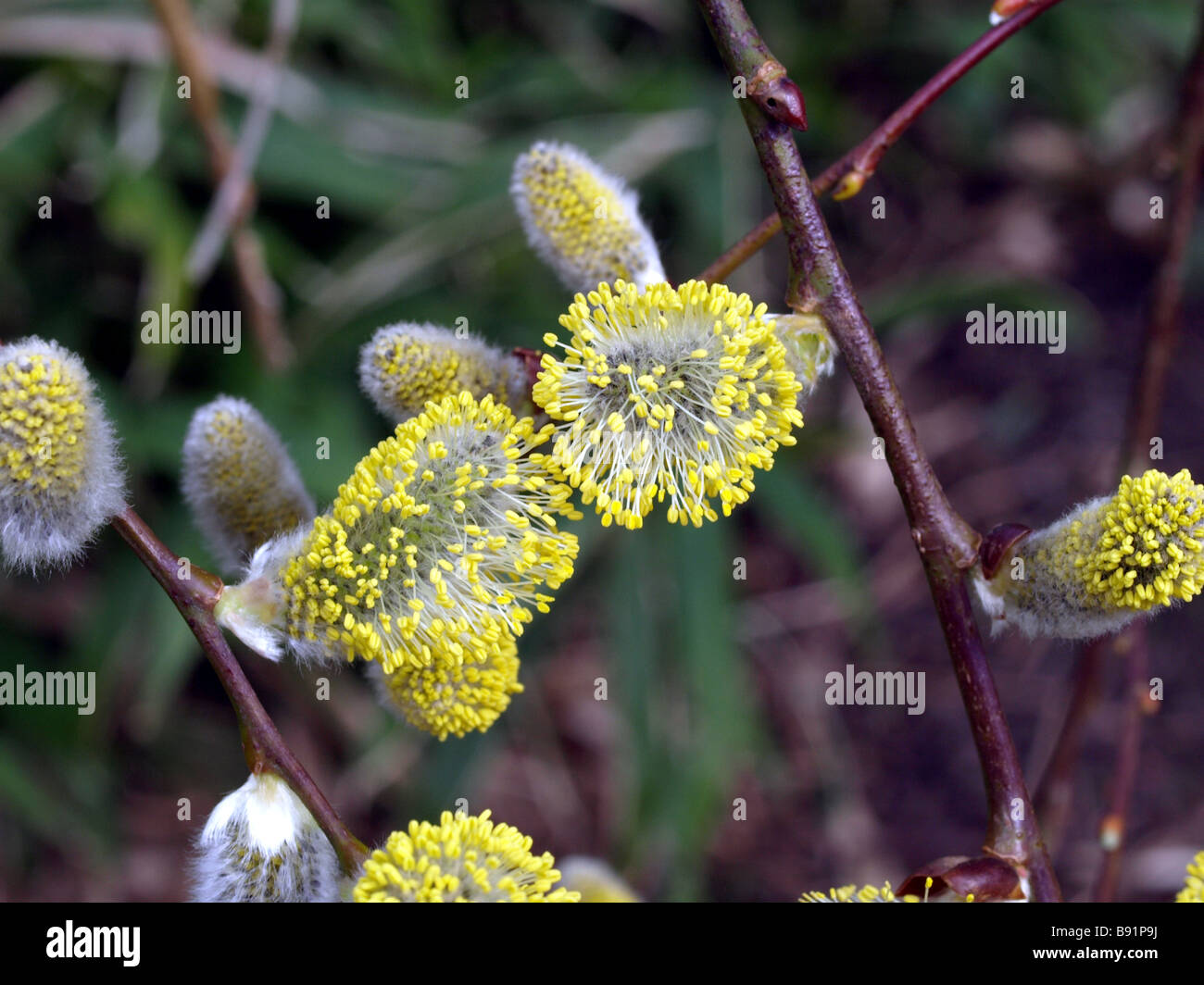 Salix caprea,willow catkins in flower. Stock Photo