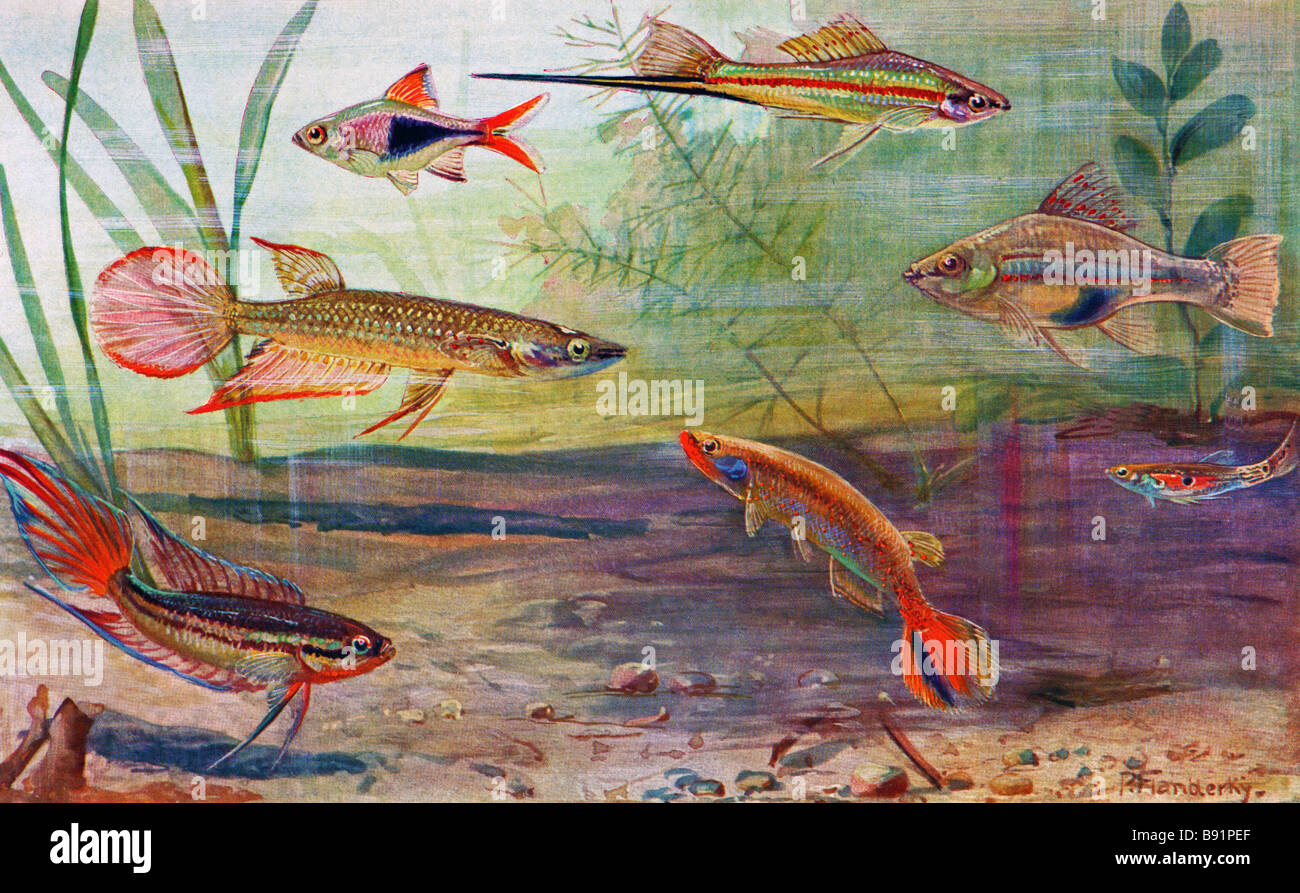 killifish illustrations; from top left: harlequin, green swordtail (2), guppy, striped panchax, Rivulus lyricauda, Paradise fish Stock Photo
