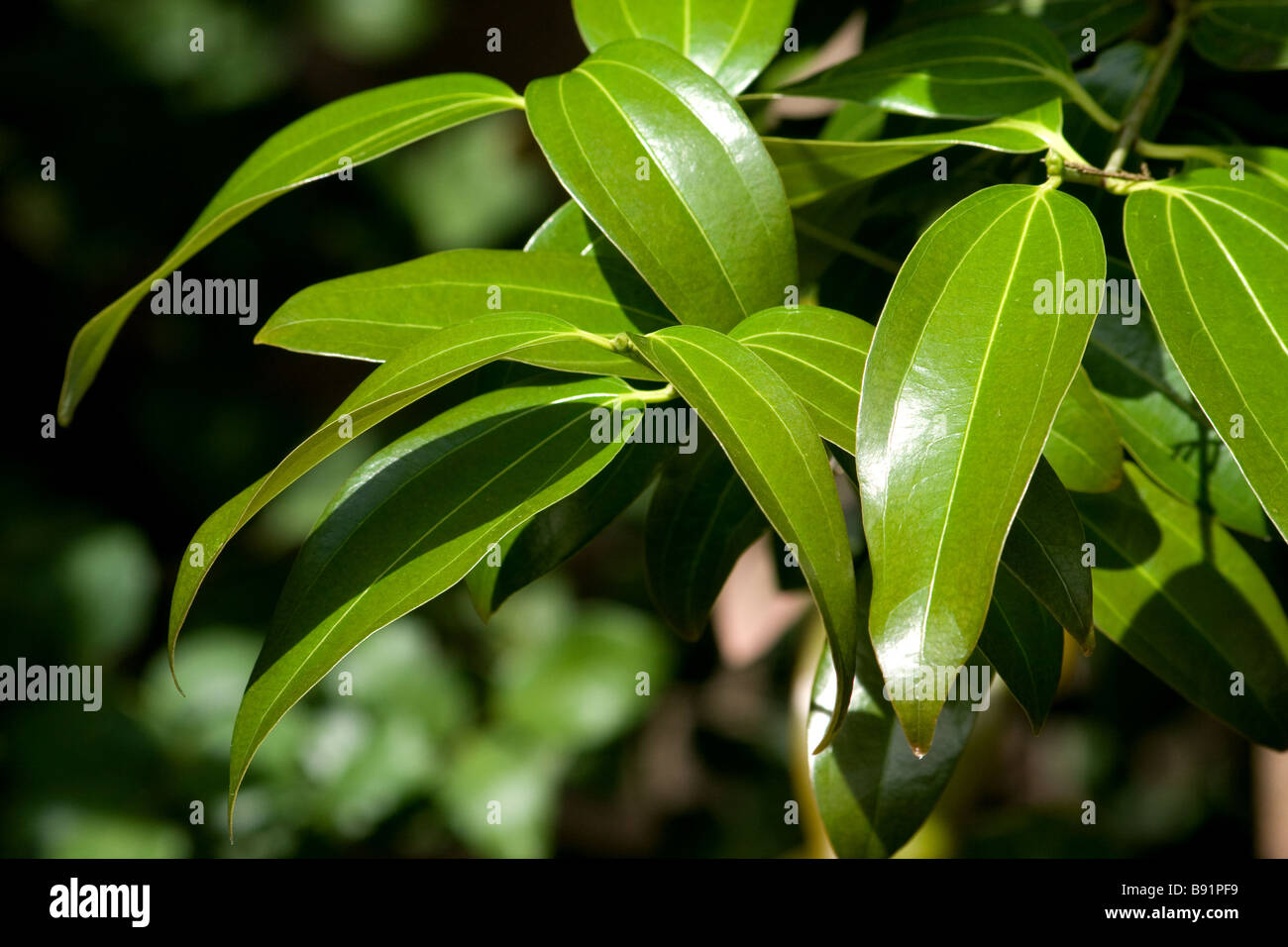 Cinnamomum zeylanicum hires stock photography and images Alamy