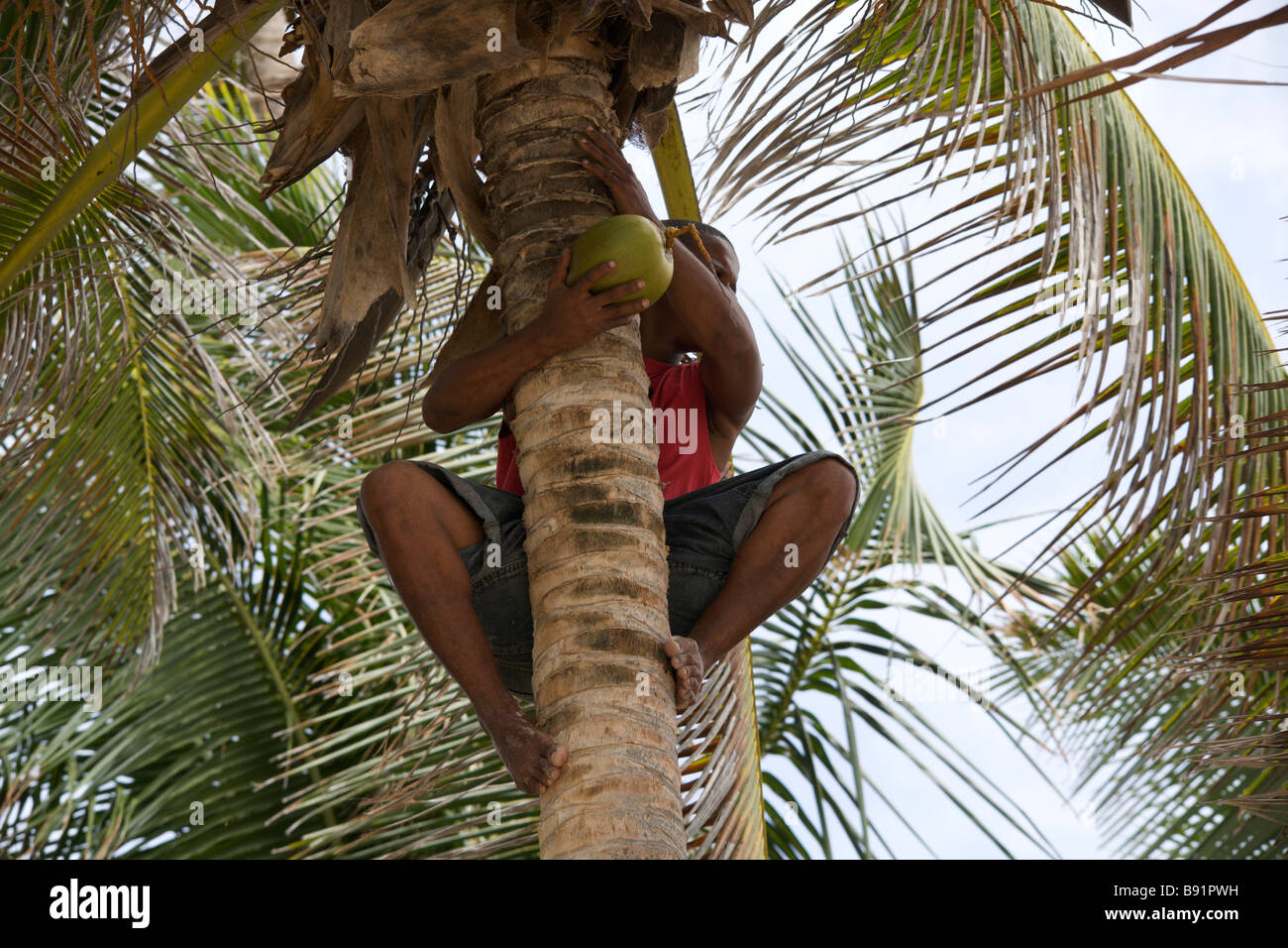 Man climbing a coconut tree harvesting coconut Stock Photo