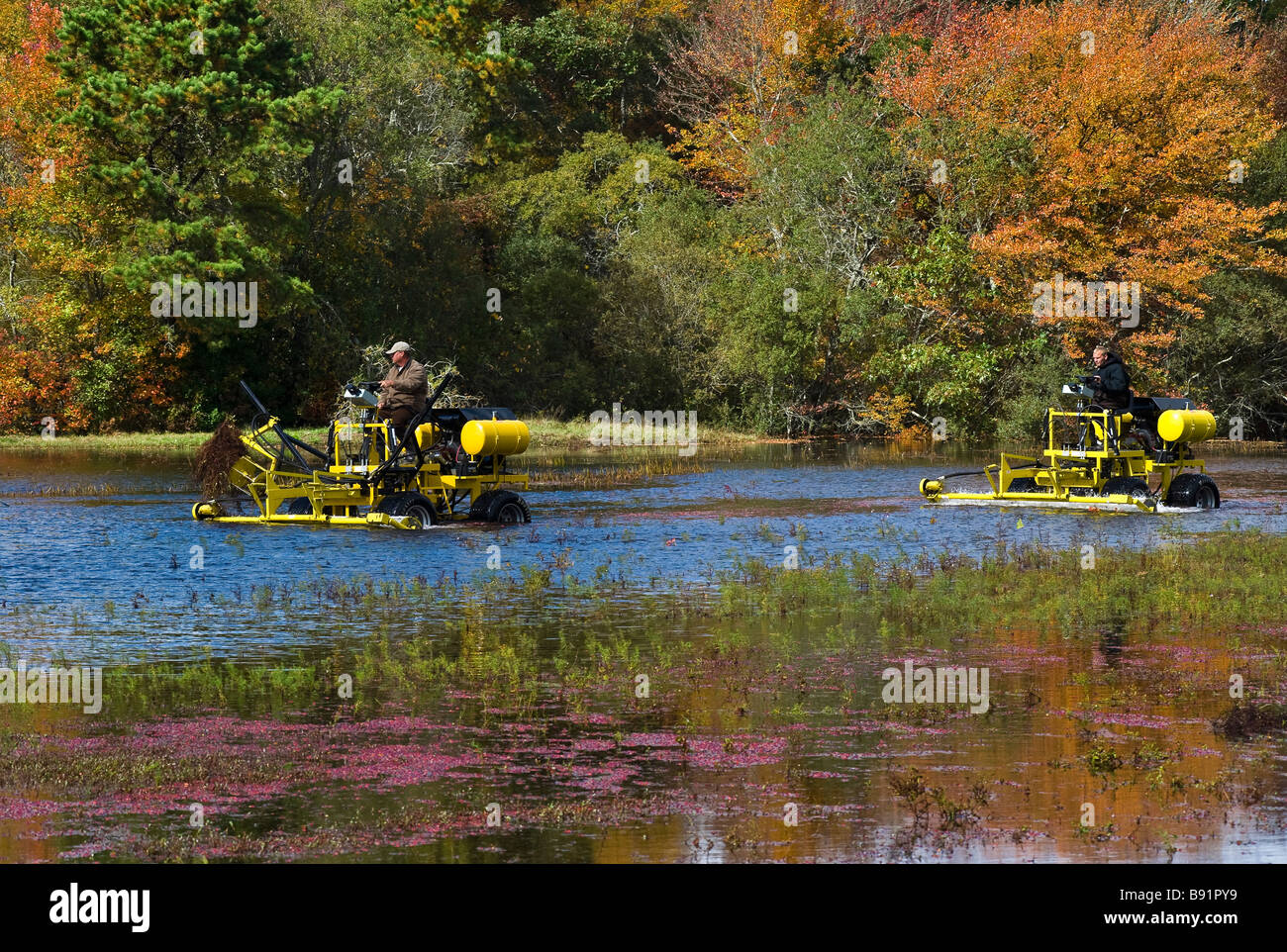 Flooded cranberry bog Harwhich Cape Cod MA Stock Photo