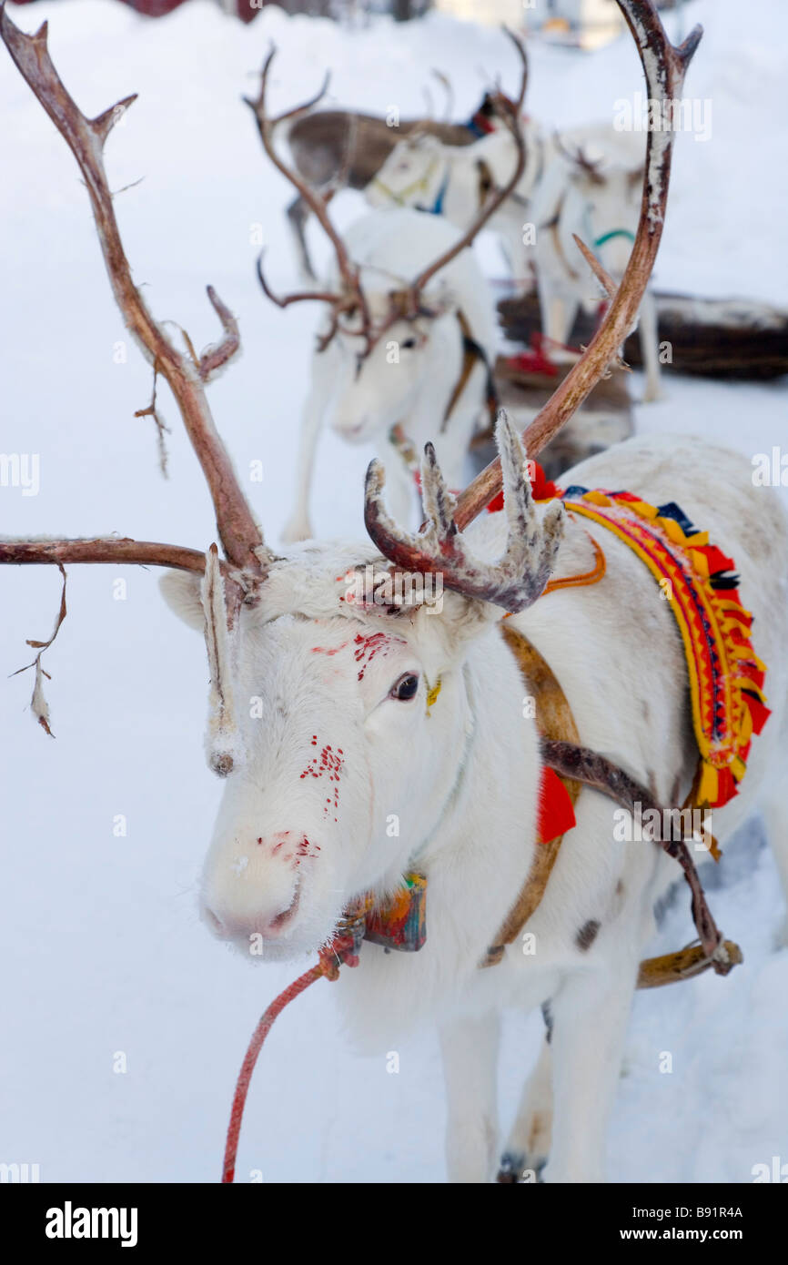 Reindeer at Winter Fair Jokkmokk, Northern Sweden Stock Photo