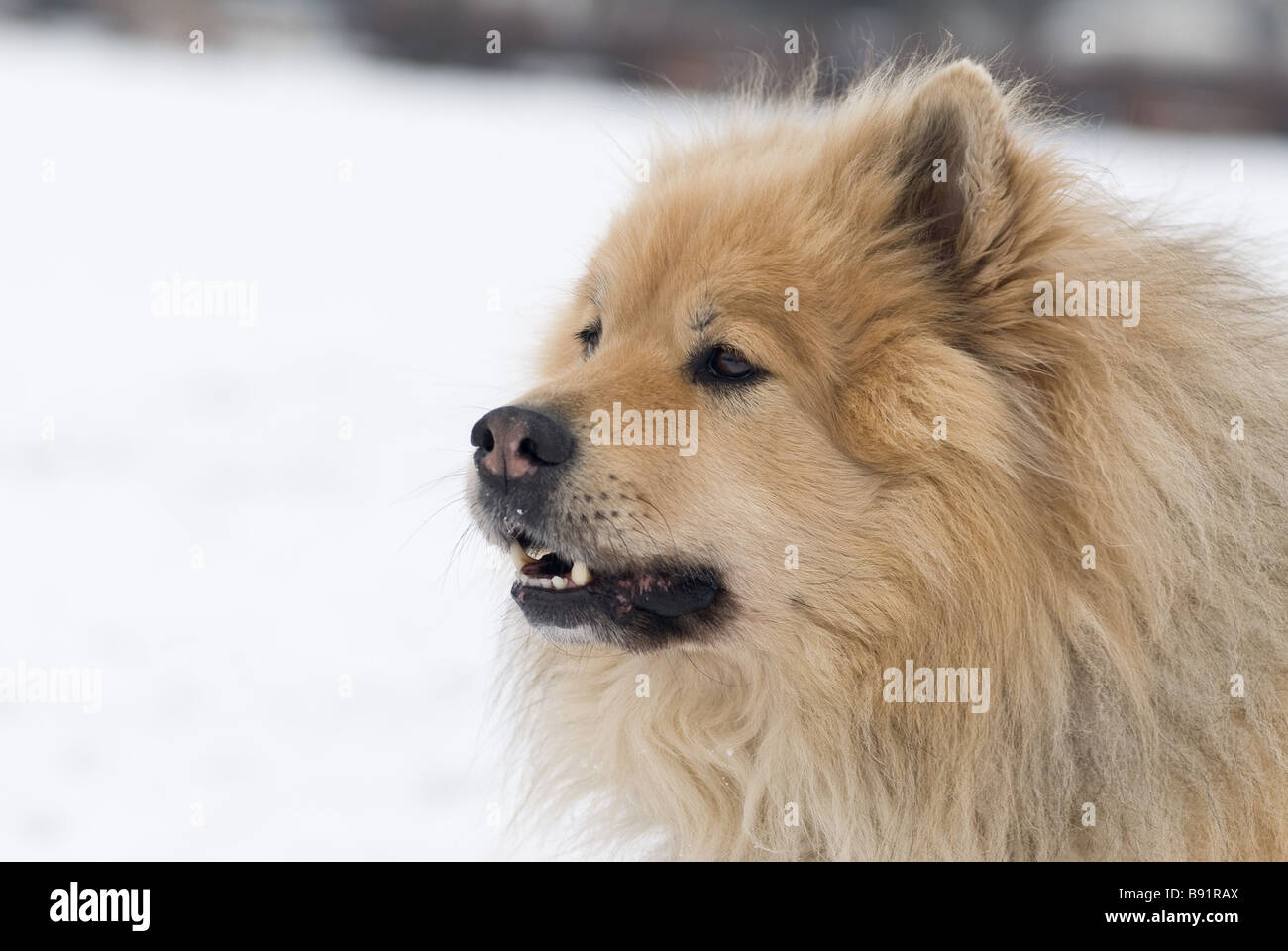 a cheeky looking brown eurasier dog with his mouth open on a snowy background Stock Photo