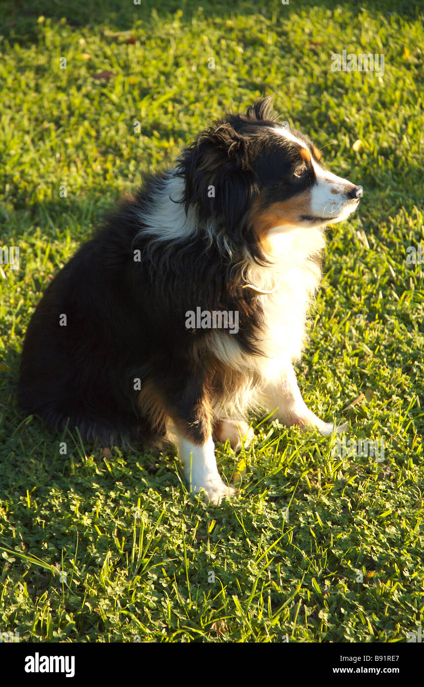 An overweight miniature Australian Shepherd dog Stock Photo