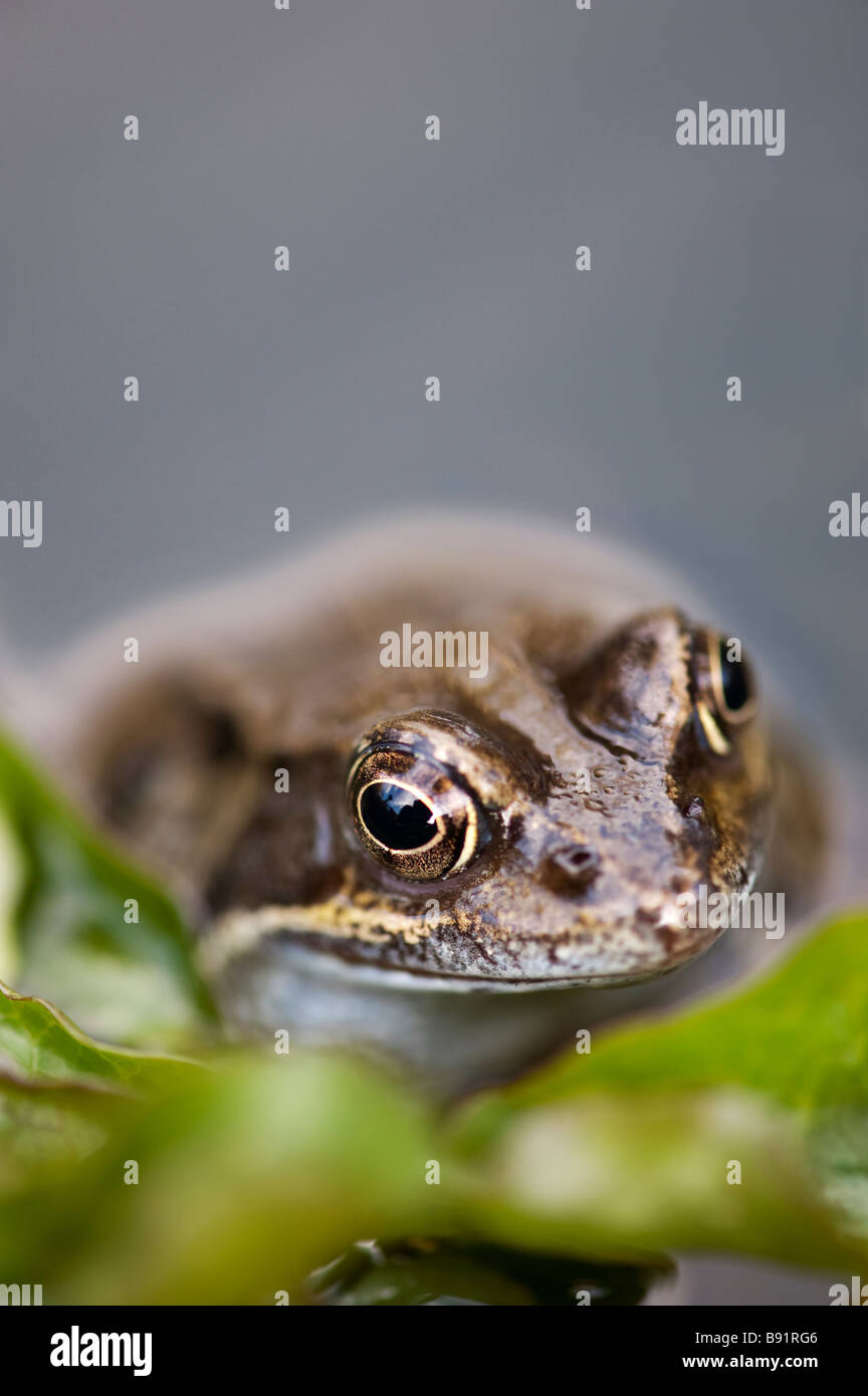 Rana temporaria. Common frogs head out of the water in a garden pond