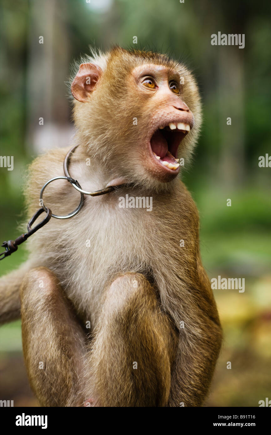 A yelling monkey Thailand Stock Photo Alamy