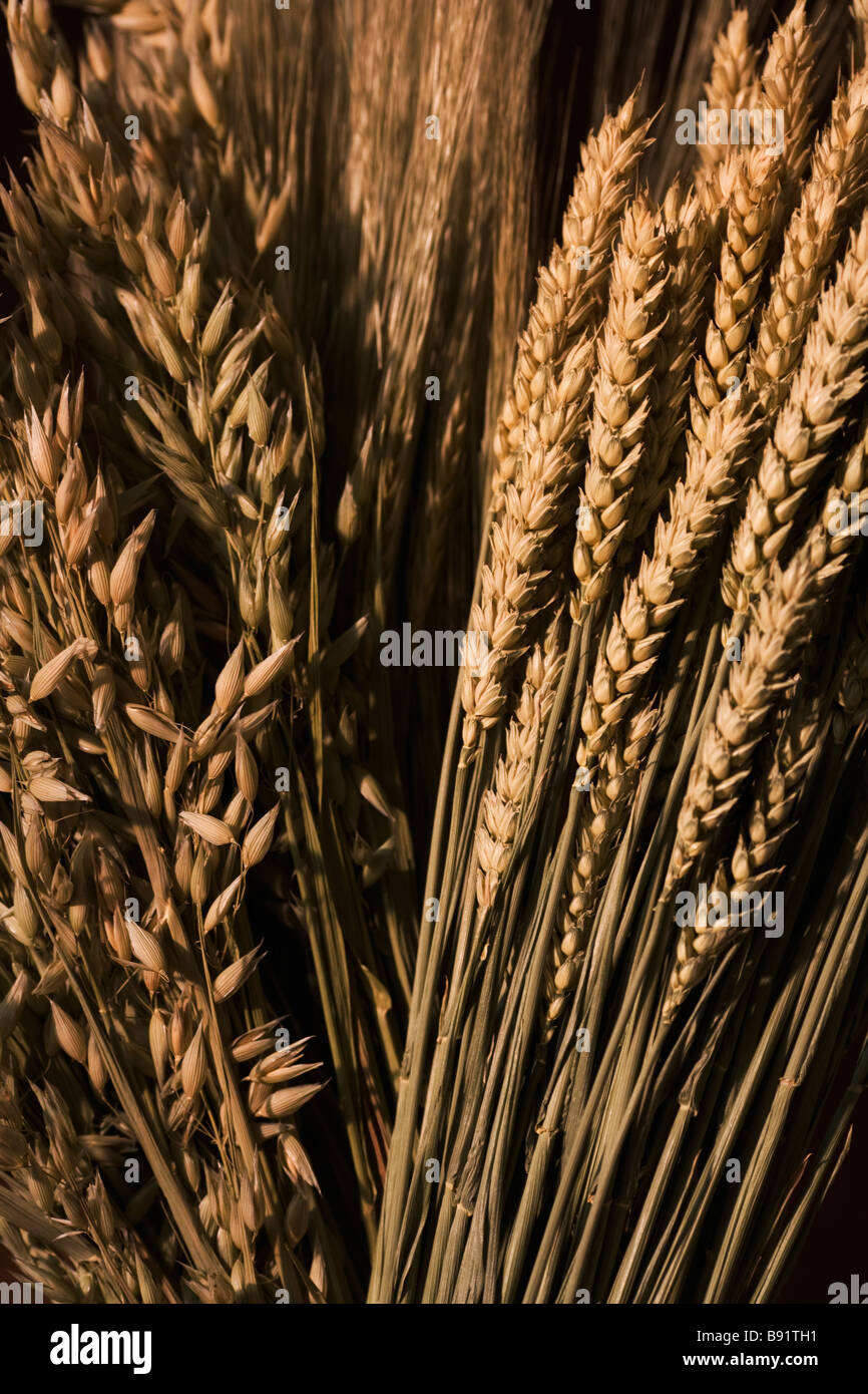 Oats grain and wheat Sweden Stock Photo - Alamy