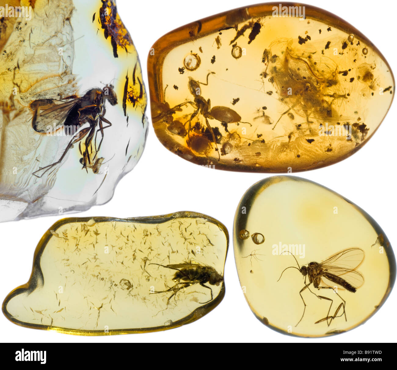 Prehistoric Insects in Lithuanian Baltic Amber Stock Photo