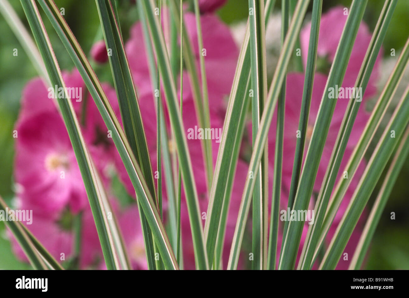 Miscanthus Sinensis Morning Light Agm Japanese Silver Grass Stock Photo Alamy Miscanthus Sinensis Morning Light Agm Japanese Silver Grass Stock Photo Alamy