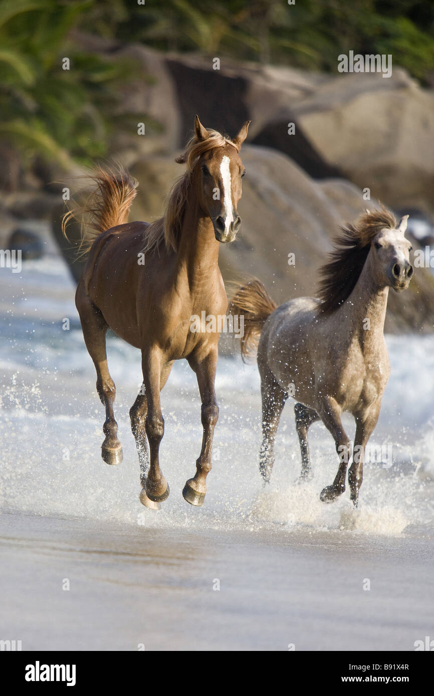 Arabian horses running hi-res stock photography and images - Alamy