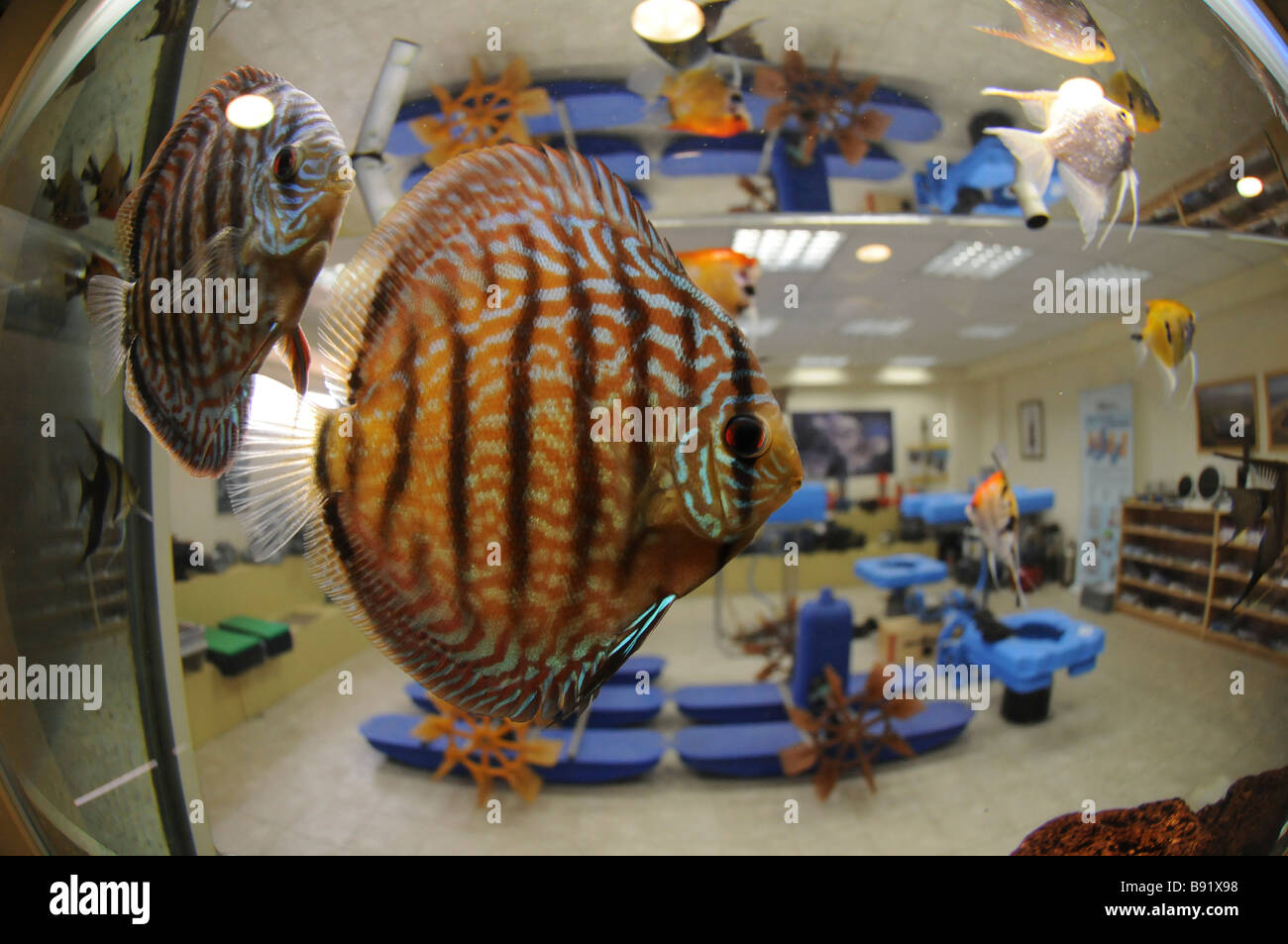 Discus fish Symphysodon in an indoor aquarium Stock Photo