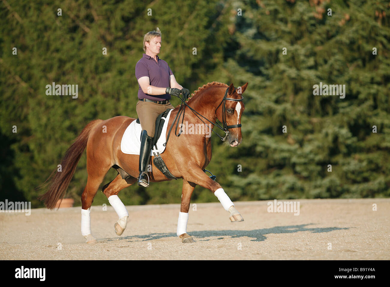 rider on Austrian warmblood horse trotting Stock Photo Alamy
