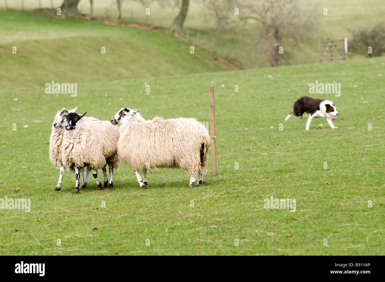 sheep dog trial sheepdog dogs working Sheppard rounding up one man and