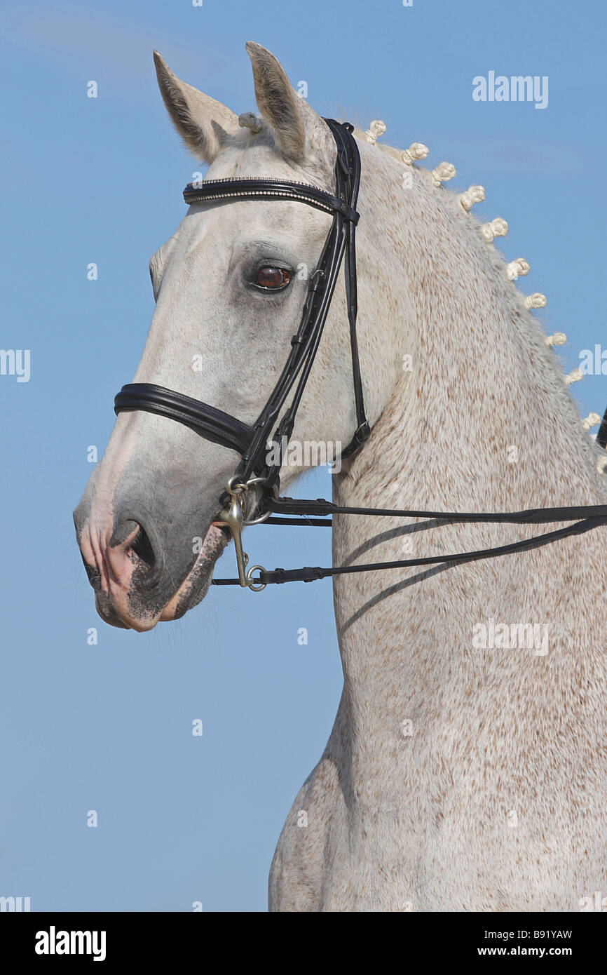 Podhajsky horse - portrait in front of blue sky Stock Photo