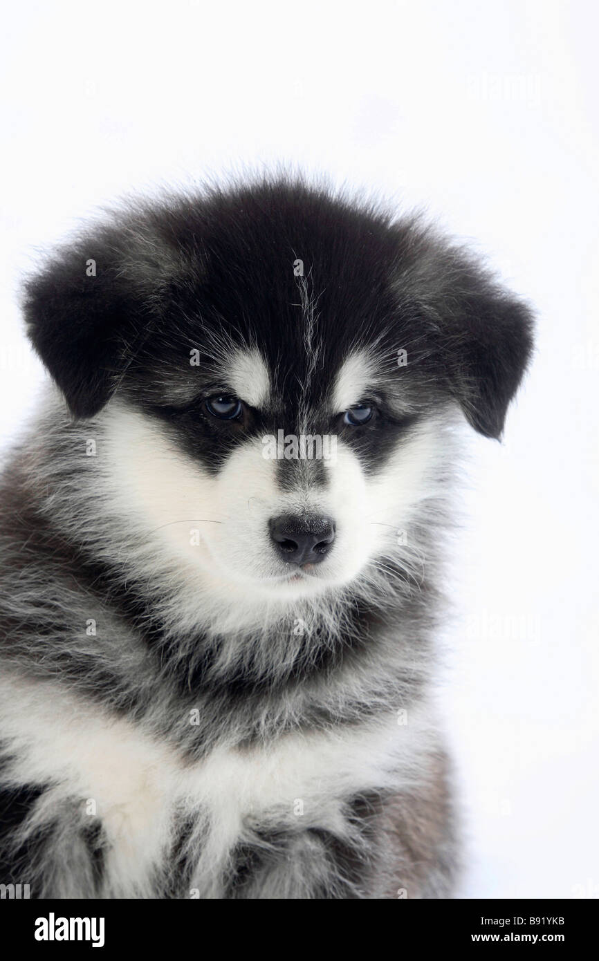 Alaskan Malamute puppy 8 weeks Stock Photo - Alamy