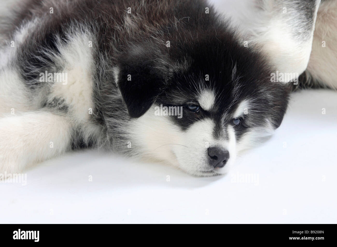 8 week sale old malamute
