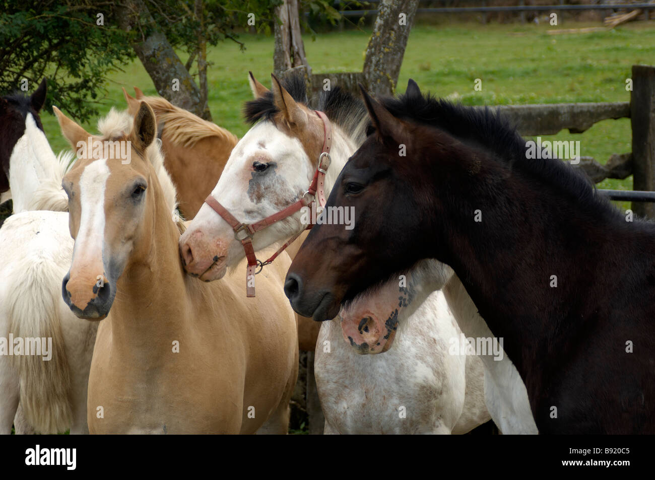 Wild horses France Stock Photo Alamy